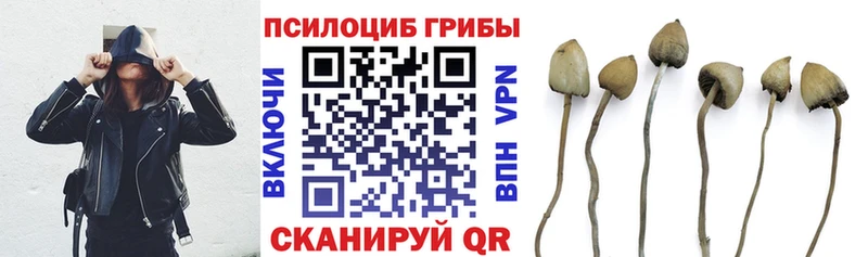 Галлюциногенные грибы Psilocybe Астрахань